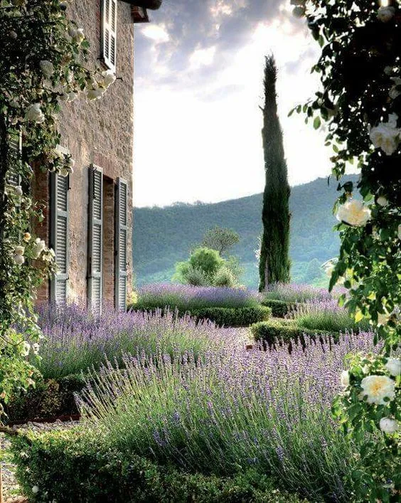 lavanda provenzale